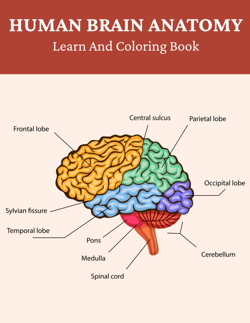 Human Brain Anatomy Learn and Coloring Book: Engage Your Mind While Coloring the Brain