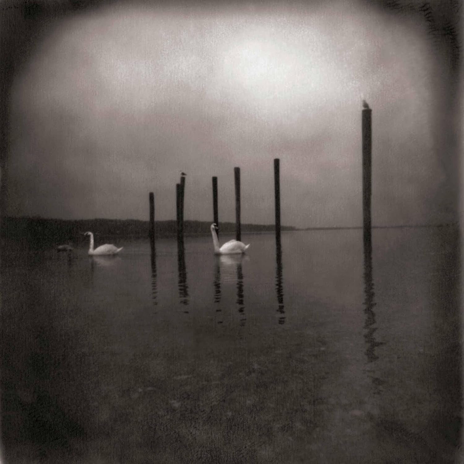 Conference Of The Birds