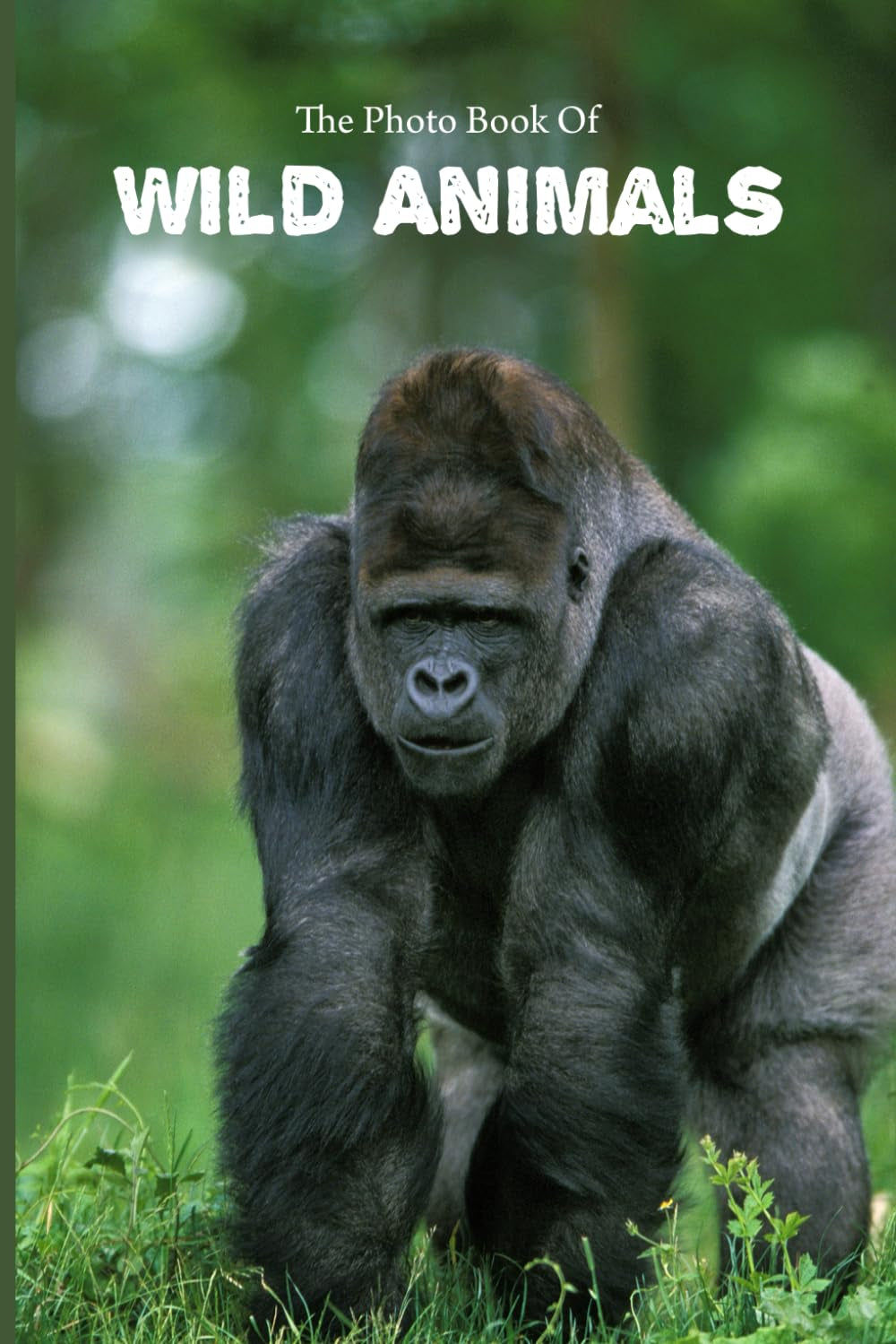 The Photo Book Of Wild Animals: Beautiful Photographs of Wild Animals for people suffering with Alzheimer’s or other forms of dementia