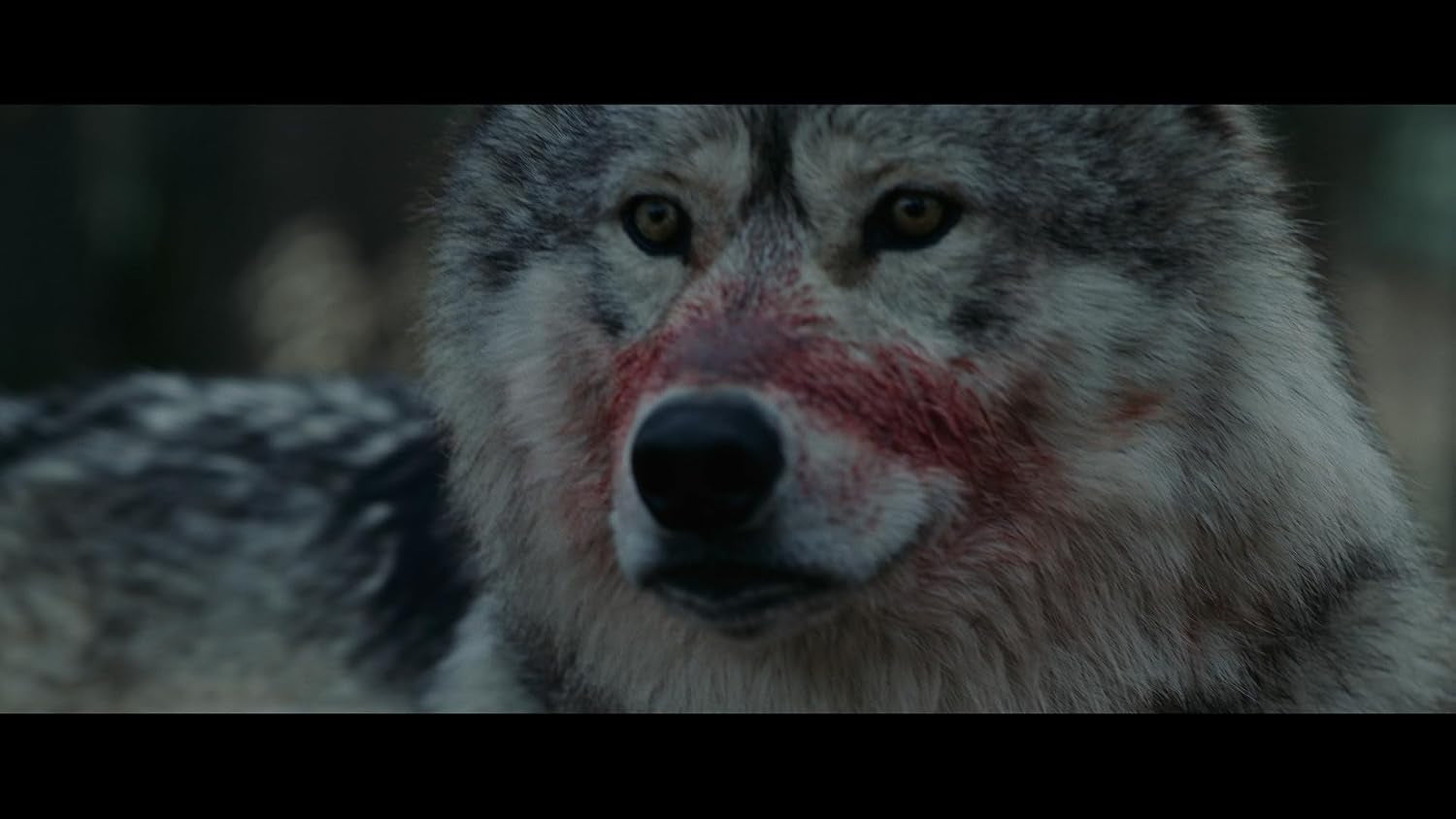 Out Come the Wolves