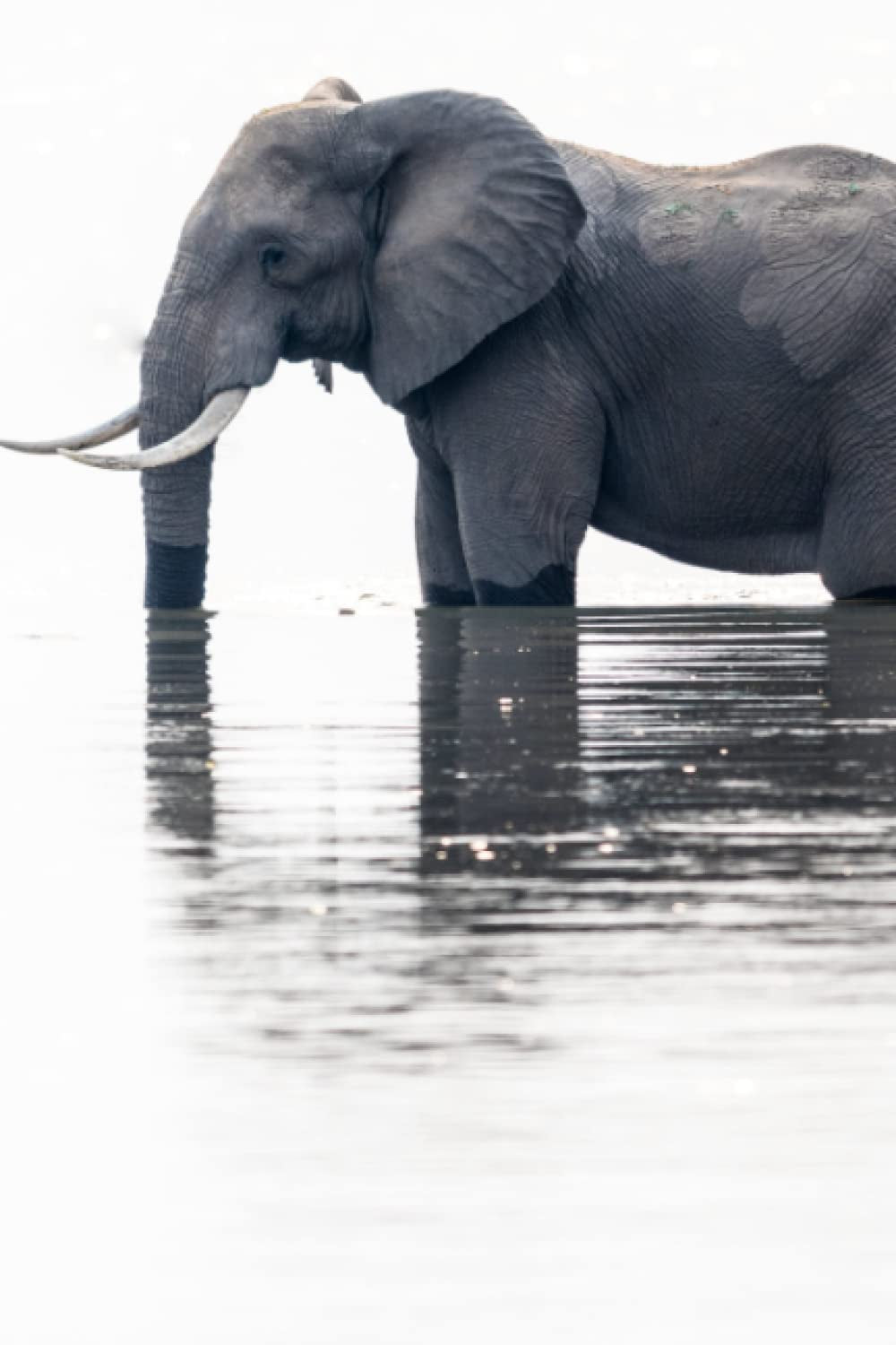 Password Book With Alphabetical Tabs: Beautiful Logbook | Elephant Design