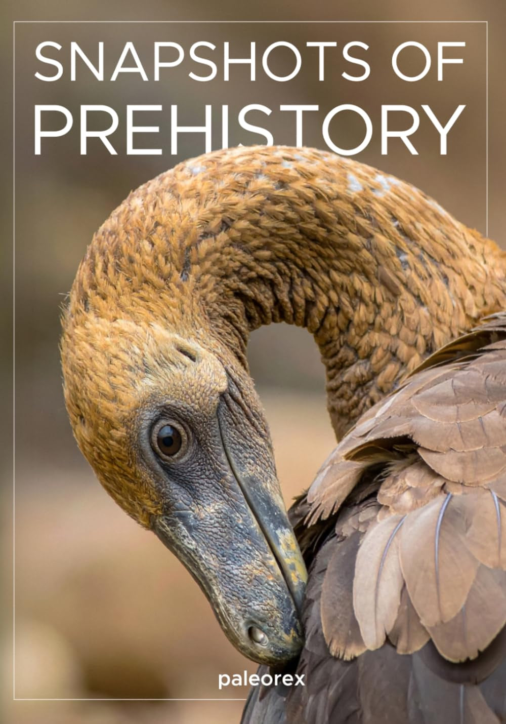 Snapshots of Prehistory