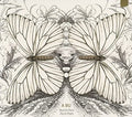 Butterflies Fly In Pairs