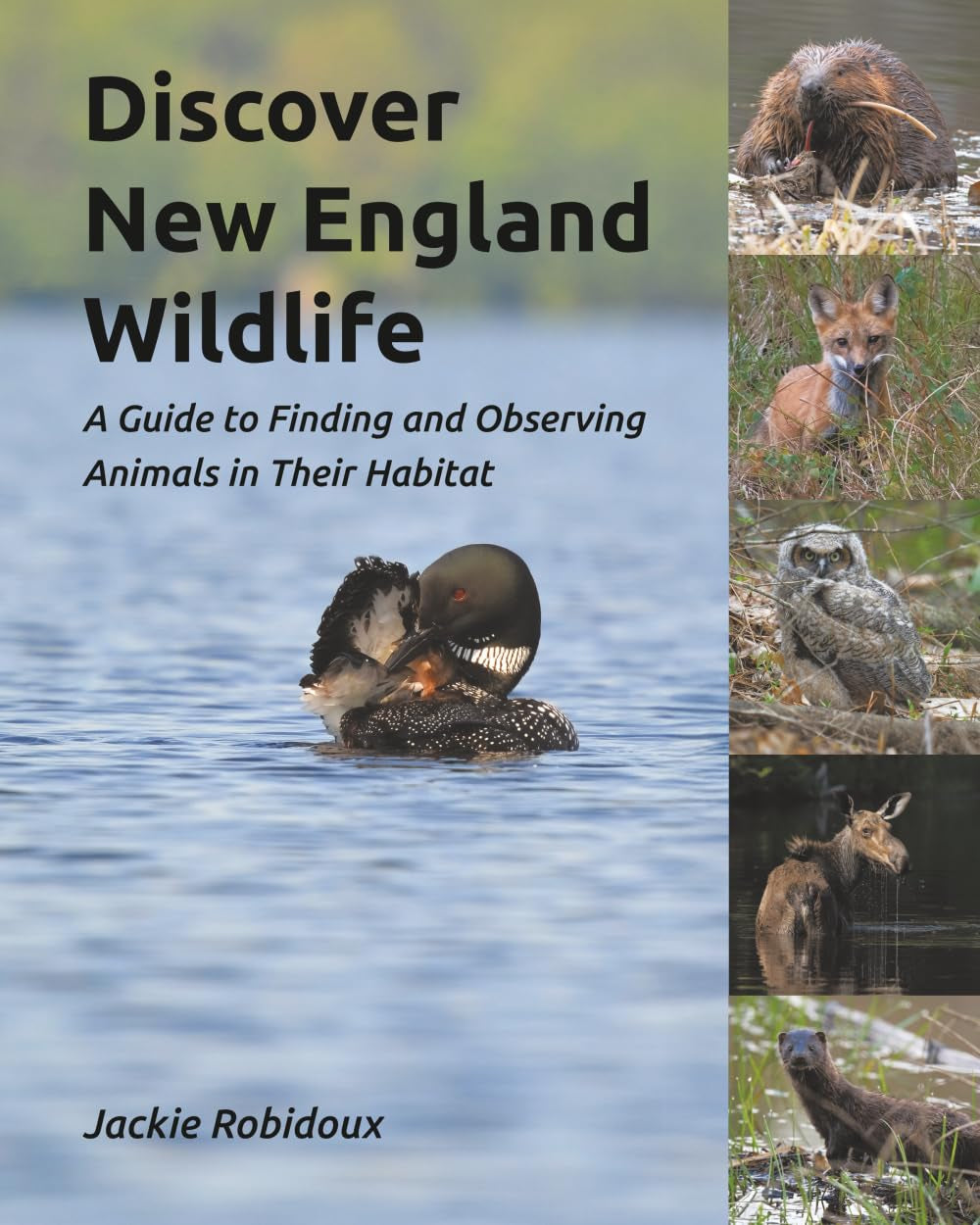 Discover New England Wildlife: A Guide to Finding and Observing Animals in Their Habitat