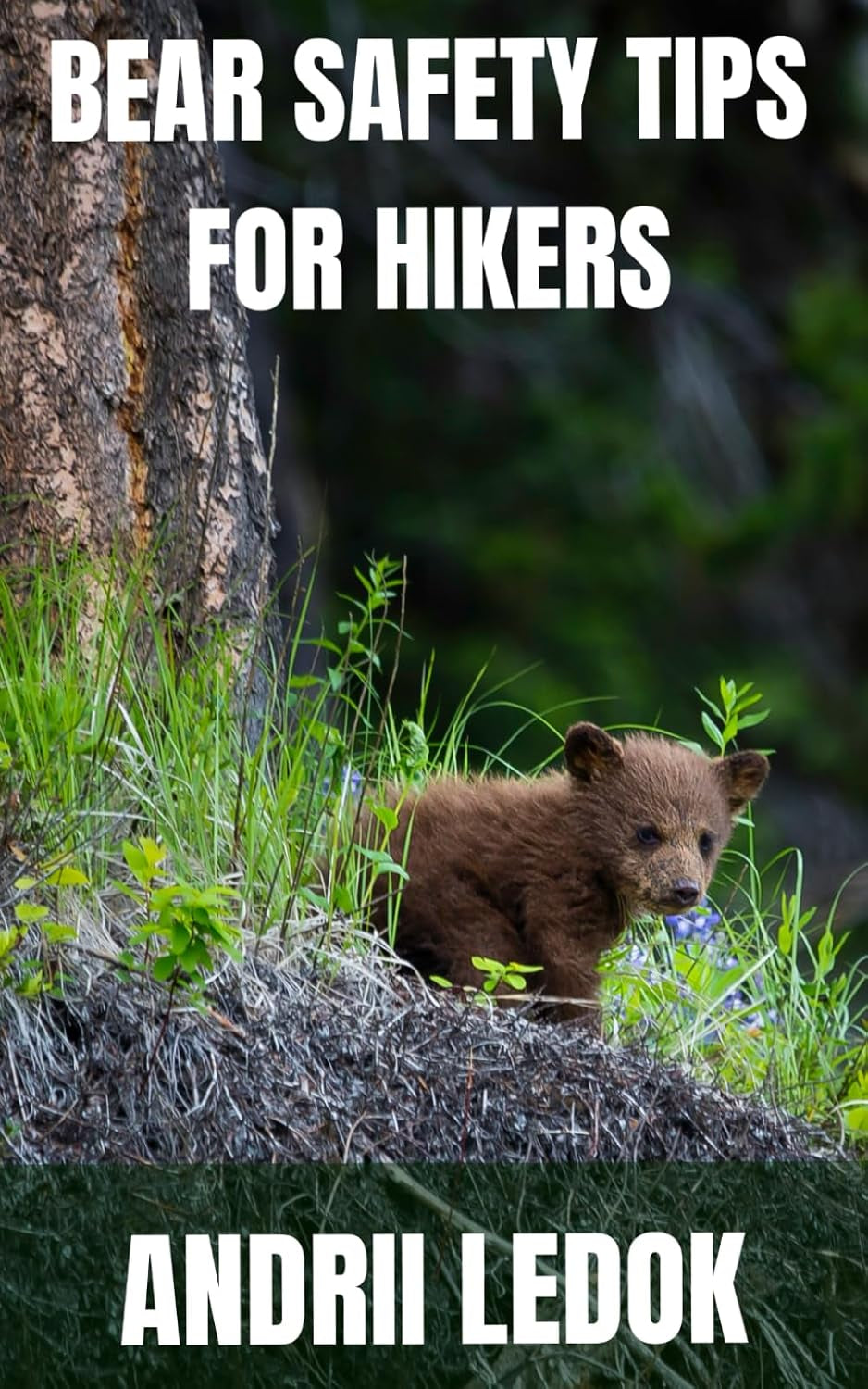 Bear safety tips for hikers: How to Stay Safe in Bear Country